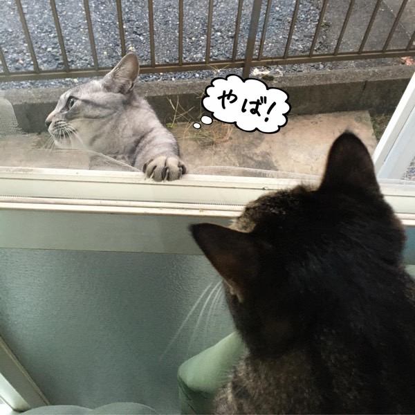窓の外にいる猫が気まずそうに視線をそらす様子を家の中の猫が見ている場面