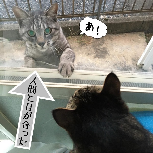 窓越しに外猫と家猫が向き合い人間と目が合った瞬間