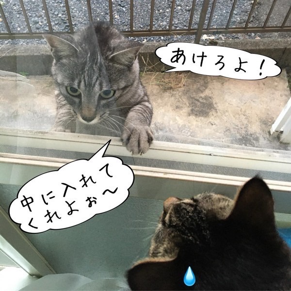 窓の外から前足をかけて中に入りたそうにする外猫を家の中の猫が見ている様子
