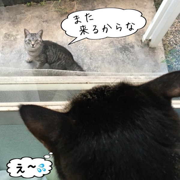 窓の外の猫が立ち去り家の中の猫が困ったように見送る様子