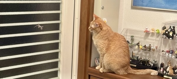 玄関ドアのガラスの向こうに虫を見つけ、じっと狙っている茶トラ猫