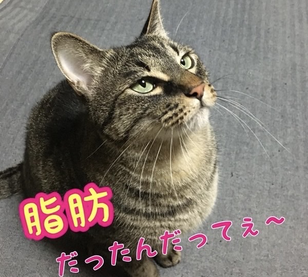 兄弟のお腹が脂肪と言われて少し得意げな表情のキジトラ猫