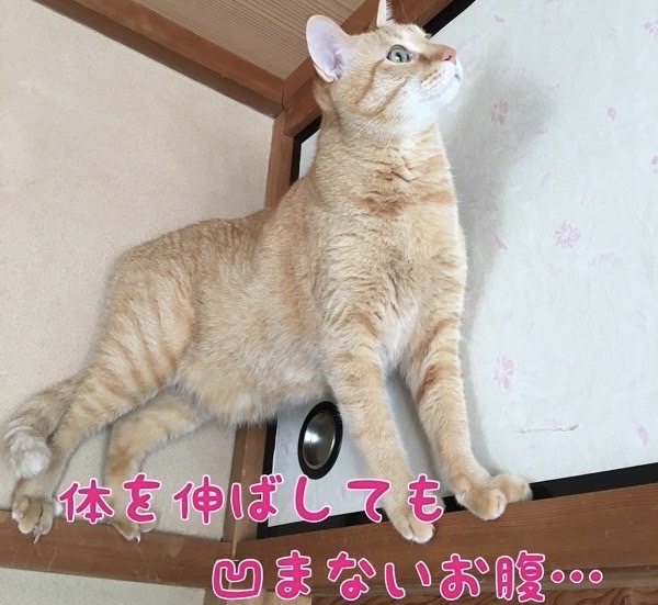 体を伸ばしてもお腹がへこまない茶トラ猫