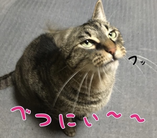 少しバカにしたような表情のキジトラ猫