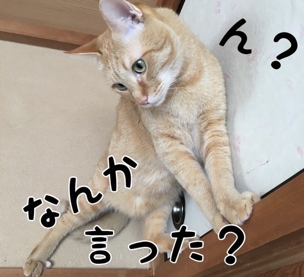 首をかしげて聞き返す茶トラ猫