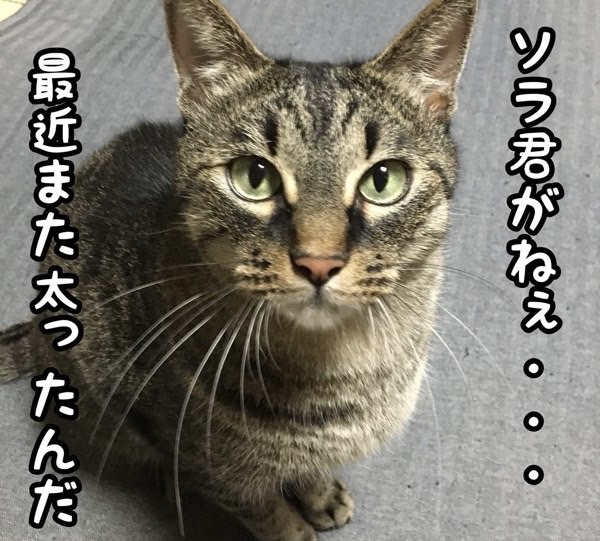 最近兄弟が太ったと話しかけるキジトラ猫のアップ