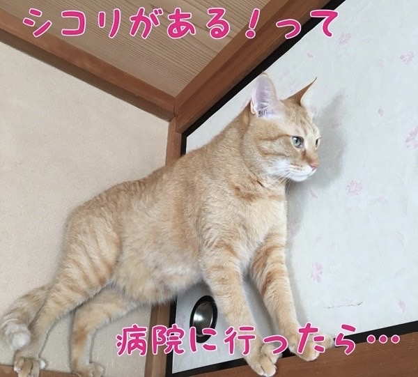 お腹のふくらみを気にする茶トラ猫の横姿