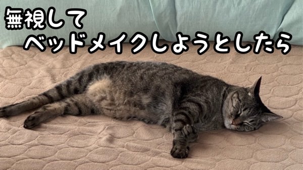 ベッドの上でぐっすり眠りながら起きない猫の様子