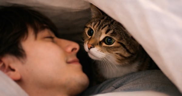 布団の中で飼い主の顔をじっと見つめるキジトラ猫の様子