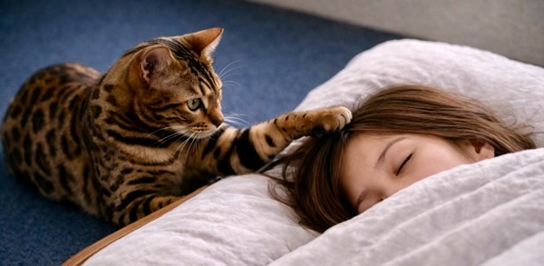 寝ている飼い主の頭を前足で軽く叩いて起こそうとするベンガル猫