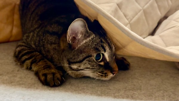 待ち伏せしながら遊ぶキジトラ猫の様子