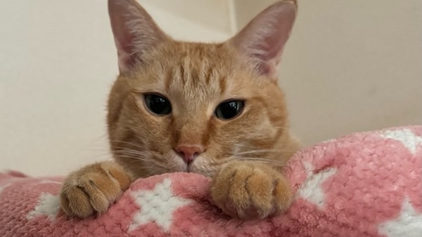 猫ベッドの中から縁に前足をかけてじっとこちらを見つめる茶トラ猫のアップ