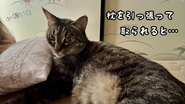 枕を押さえながら横になるキジトラ猫と飼い主の寝室の様子