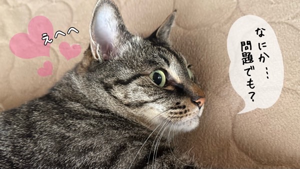 横になりながらこちらを見るキジトラ猫の可愛い表情