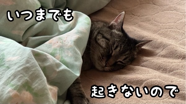 布団に入って気持ちよさそうに眠るキジトラ猫の様子
