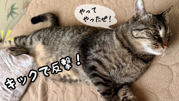 キジトラ猫が後ろ足でキックして飼い主に反撃する様子