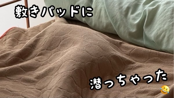敷きパッドの中に潜ってしまい、敷きパッドが盛り上がっている様子