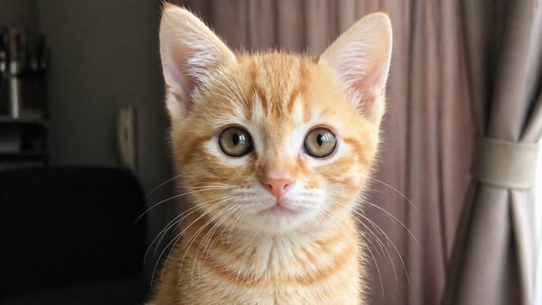 まっすぐ見つめる茶トラの子猫　「この子だ」と感じるご縁のイメージ