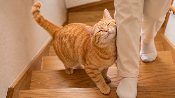 階段で飼い主の足元にスリスリして甘える茶トラ猫