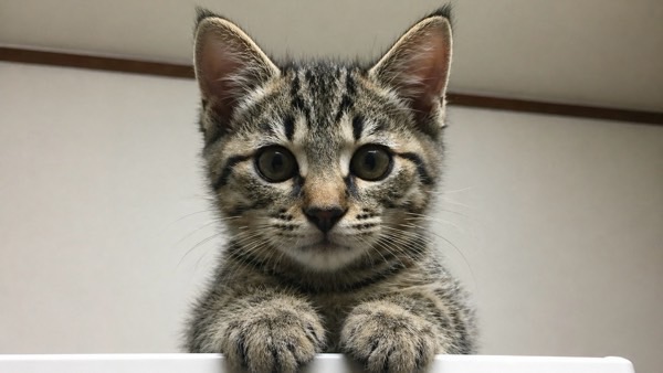 こちらをじっと見つめるキジトラの子猫　猫との出会いの瞬間を感じるイメージ