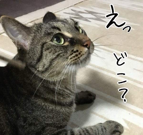 キジトラ猫リクが茶トラ猫ソラの視線を追う様子