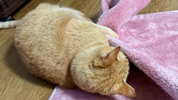ラグの端を掴みながらケリケリしている茶トラ猫のソラ
