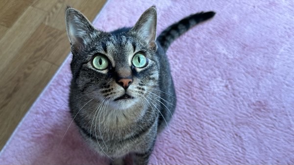 こちらを見つめるキジトラ猫 リクの日常の様子