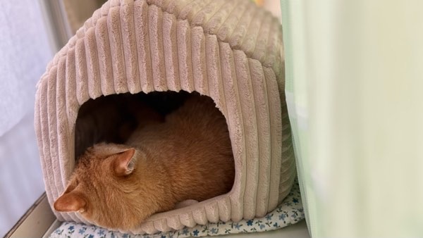 お気に入りのベッドで静かに眠る雨の日の茶トラ猫のソラ