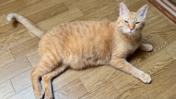 床でくつろぐ茶トラ猫ソラの長い尻尾の様子