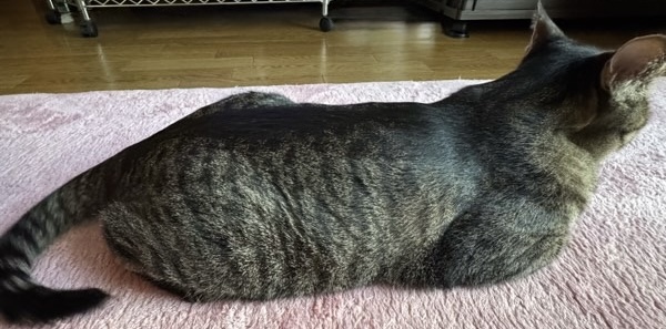 尻尾を動かしながら伏せているキジトラ猫のリク