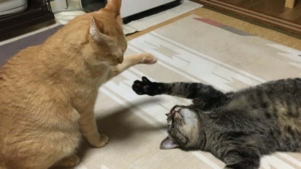 キジトラ猫リクが仰向けになって前足で軽く反撃し、じゃれ合いが始まる瞬間