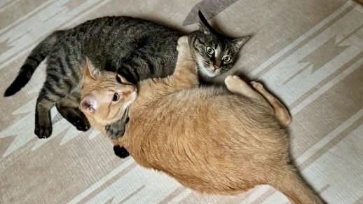 茶トラ猫ソラとキジトラ猫リクが組み合って戯れる様子