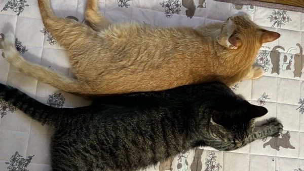 茶トラ猫ソラとキジトラ猫リクが並んで背中合わせで横になり、安心した様子で休んでいる姿