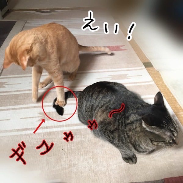 茶トラ猫ソラがキジトラ猫リクのしっぽを踏む瞬間