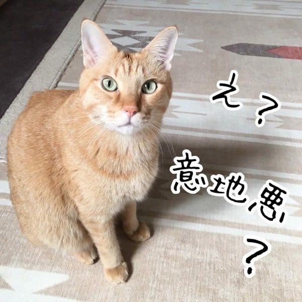 自分が踏んだのに驚いたような表情を見せる茶トラ猫ソラ
