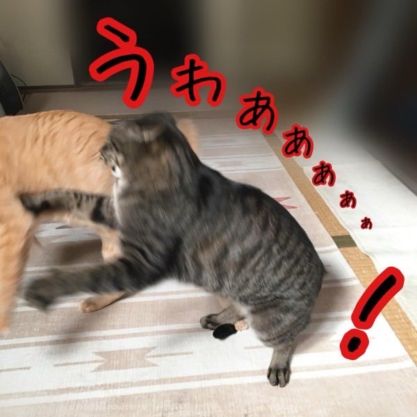 しっぽを踏まれて驚いて振り返るキジトラ猫リクの様子