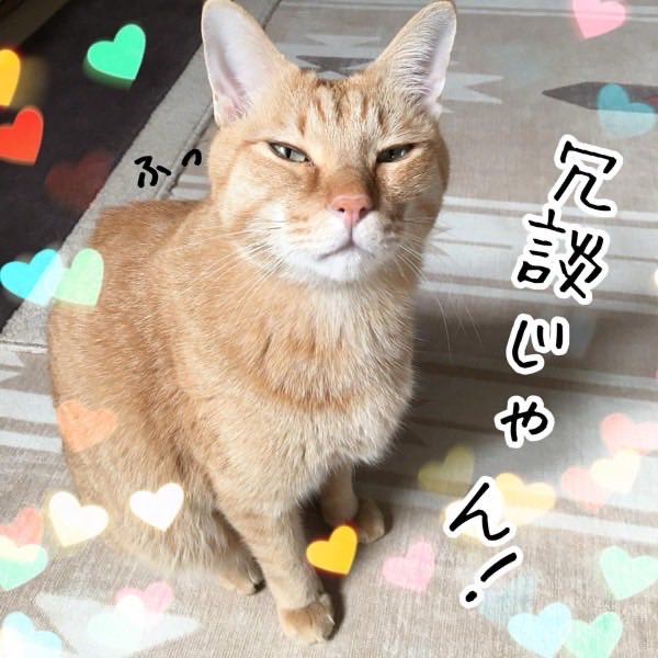 茶トラ猫ソラが満足そうな表情でしらを切りながらくつろぐ様子