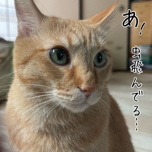 茶トラ猫ソラが虫を見つけたように一点を見つめて注意をそらしている様子