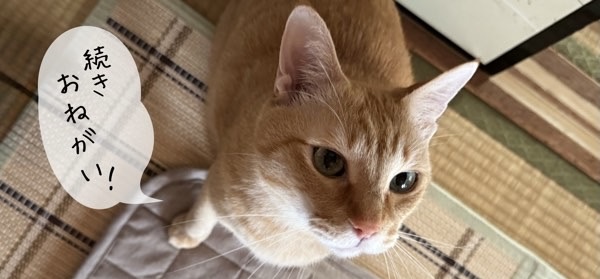 飼い主を見つめて腰トントンをおねだりする茶トラ猫のソラ