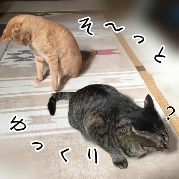 くつろぐキジトラ猫リクのそばに近づく茶トラ猫ソラの様子