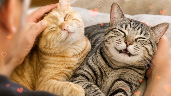 猫と暮らす幸せを感じさせてくれる茶トラ猫とキジトラ猫