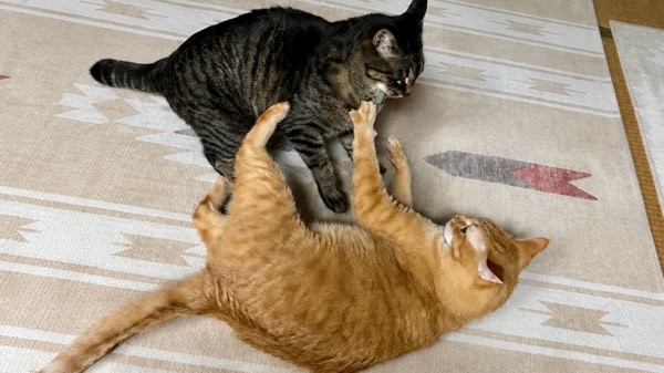遊びながら興奮してじゃれ合う兄弟猫のリクとソラ