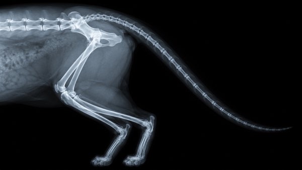猫の尻尾の骨の構造がわかるレントゲン画像
