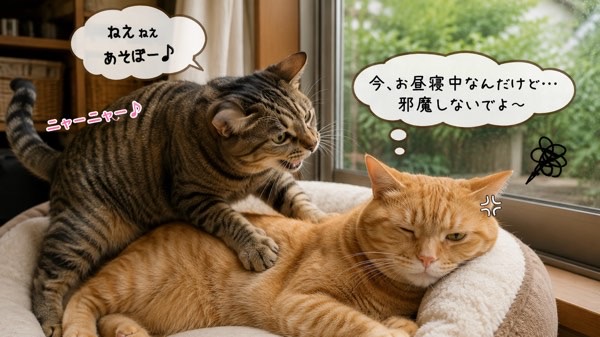 昼寝中にリクに遊びへ誘われ迷惑そうな茶トラ猫ソラ