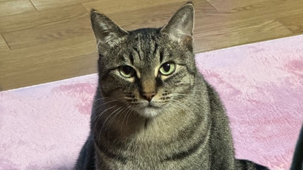 ピンクのマットの上で真っすぐ見つめるキジトラ猫