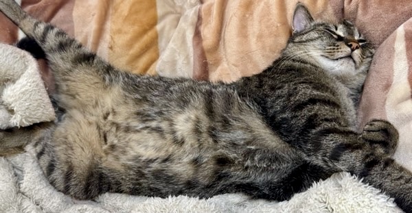 お腹を見せて気持ち良さそうに眠るキジトラ猫のへそ天寝