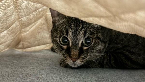 ラグの隙間から大きな目でこちらを見つめるキジトラ猫