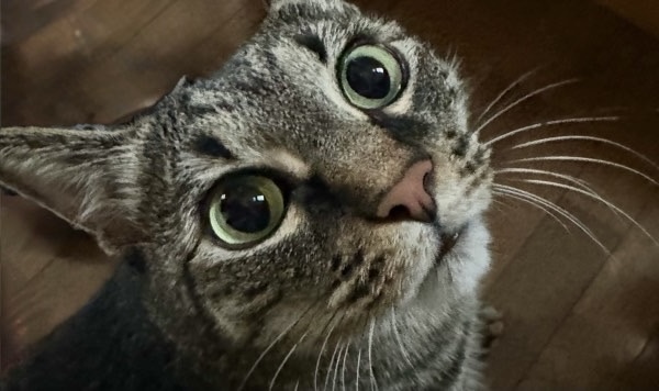 大きな瞳で見上げるキジトラ猫の顔のアップ