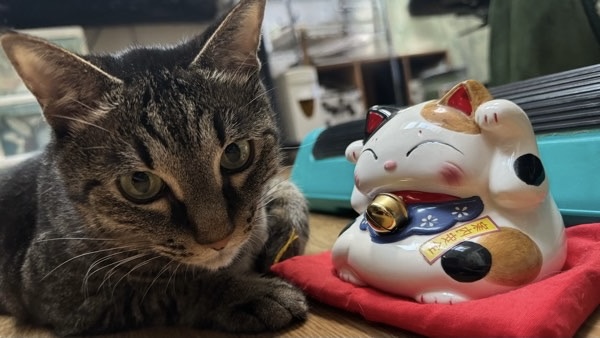 招き猫の置物の隣でくつろぐキジトラ猫のリク