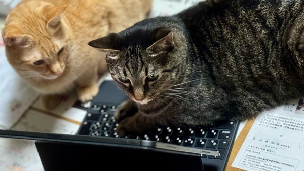 ノートパソコンのキーボードを占領するキジトラ猫リクと見守る茶トラ猫ソラ